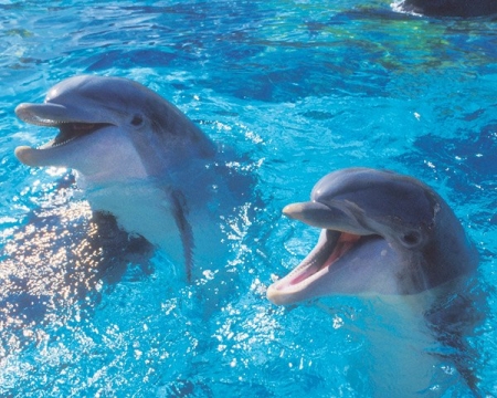 Δελφίνια το χαμόγελο της θάλασσας